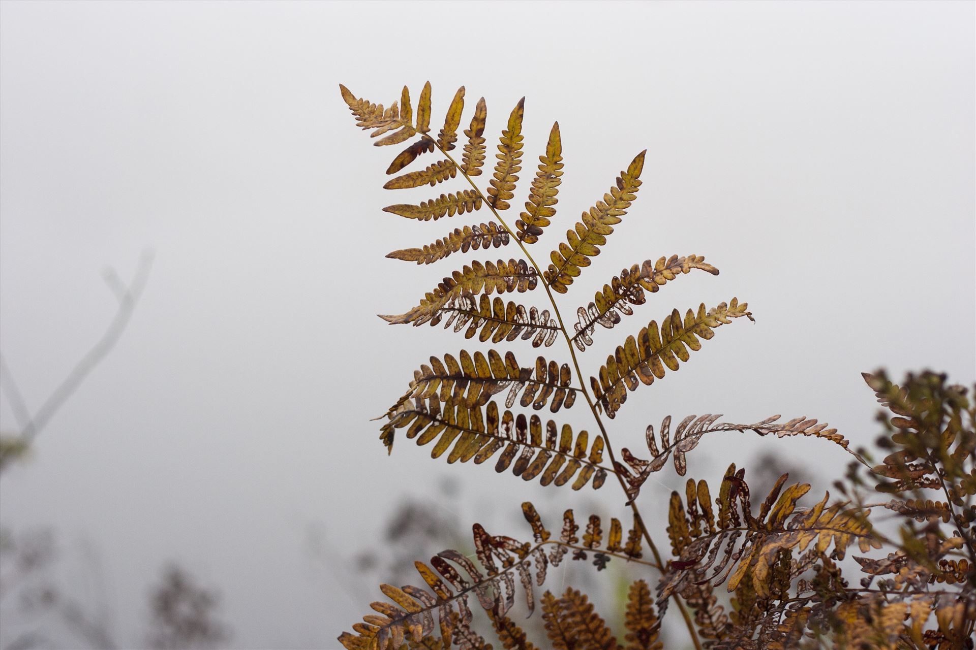 Foggy leaves -  by Inna Ricardo-Lax Photography