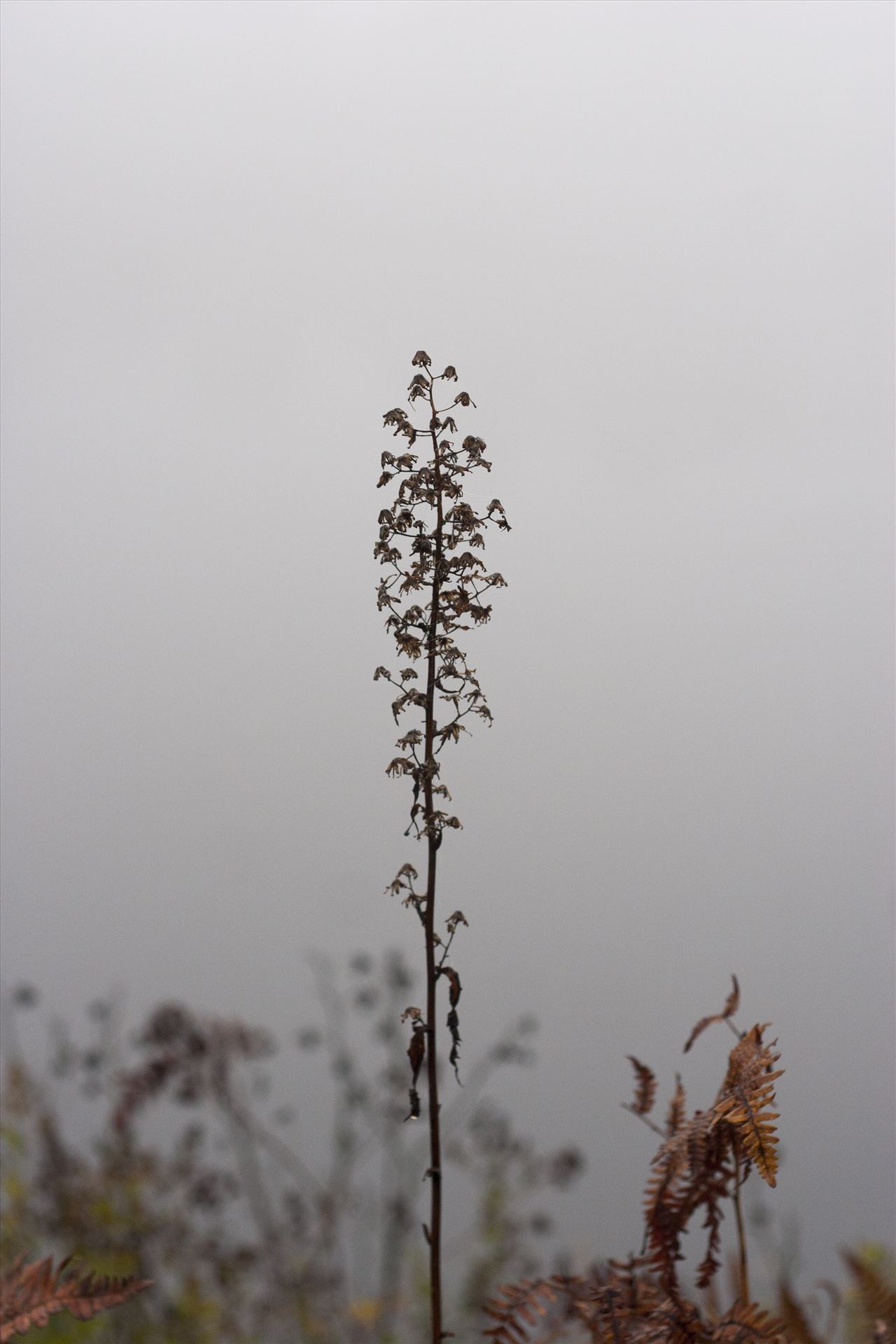 Foggy nature -  by Inna Ricardo-Lax Photography