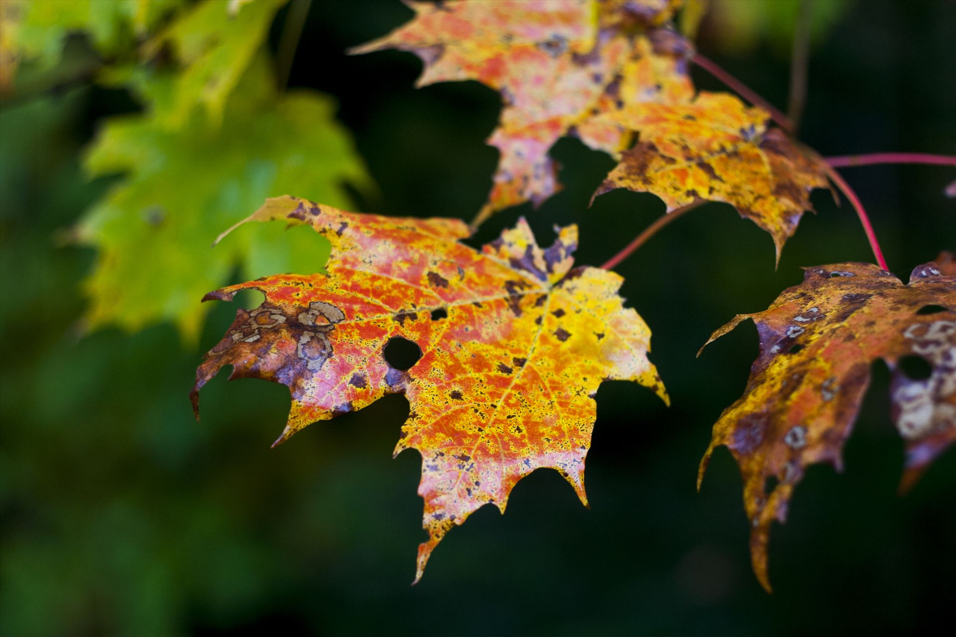 Colors of nature - Colorful maple leaves by Inna Ricardo-Lax Photography
