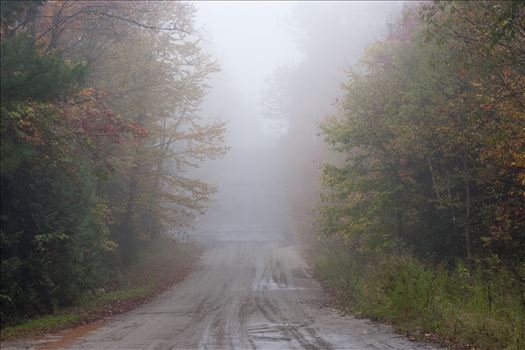 A foggy road with trees on both sides