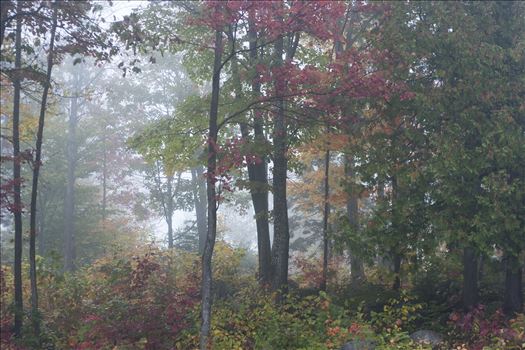 Foggy forest - 