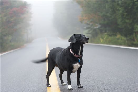 A dog in a fog - 